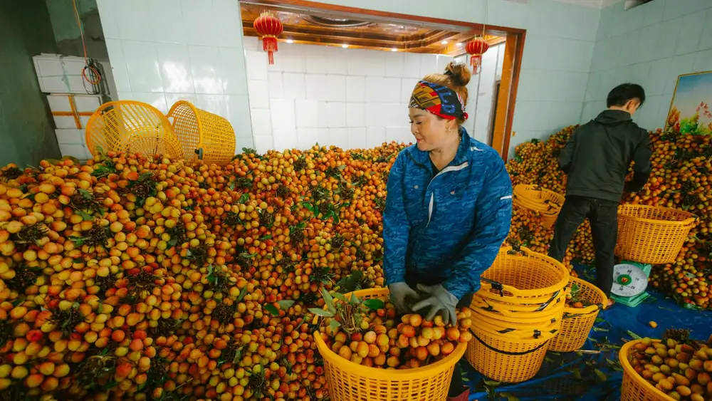 Two workers sort fresh lychee fruits in large baskets indoors, surrounded by piles of lychee.
